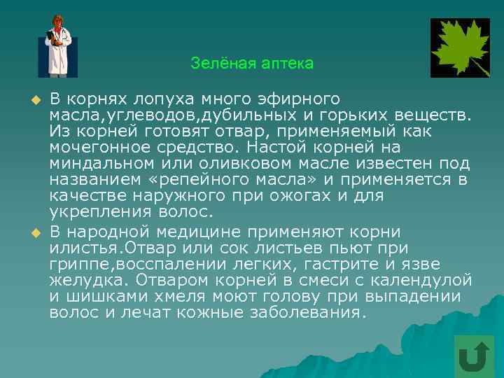 Зелёная аптека u u В корнях лопуха много эфирного масла, углеводов, дубильных и горьких