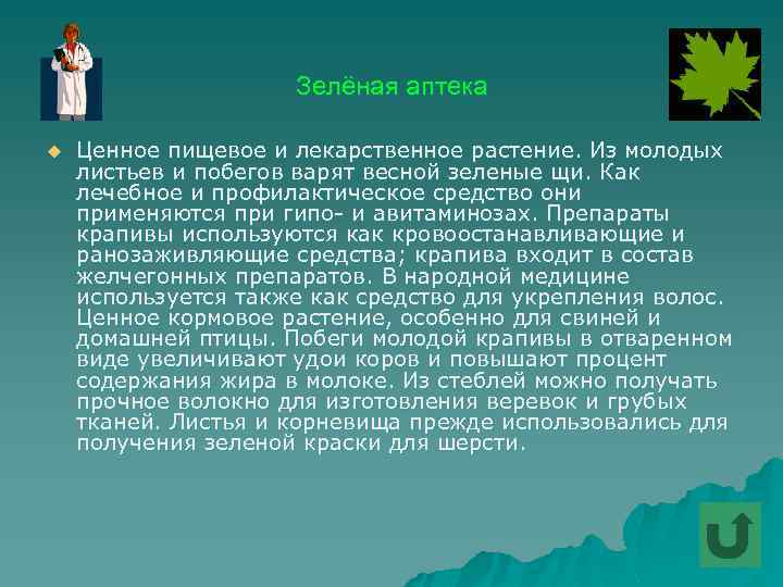 Зелёная аптека u Ценное пищевое и лекарственное растение. Из молодых листьев и побегов варят