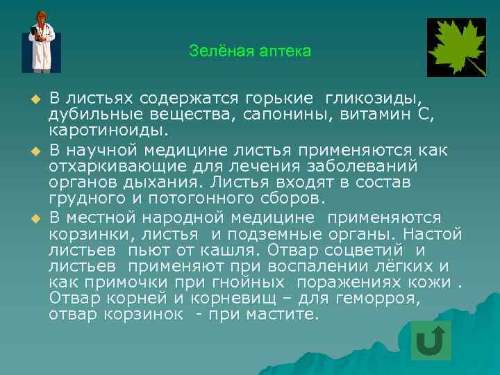 Зелёная аптека u u u В листьях содержатся горькие гликозиды, дубильные вещества, сапонины, витамин