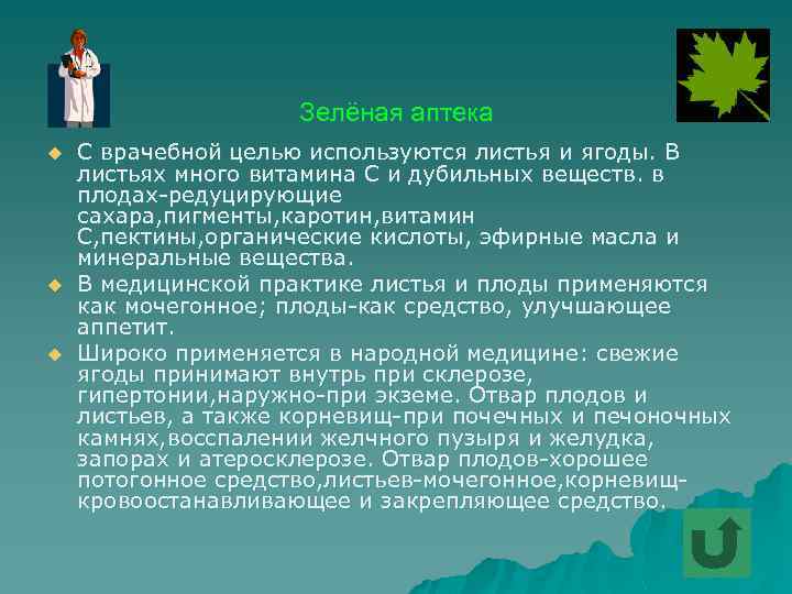 Зелёная аптека u u u С врачебной целью используются листья и ягоды. В листьях