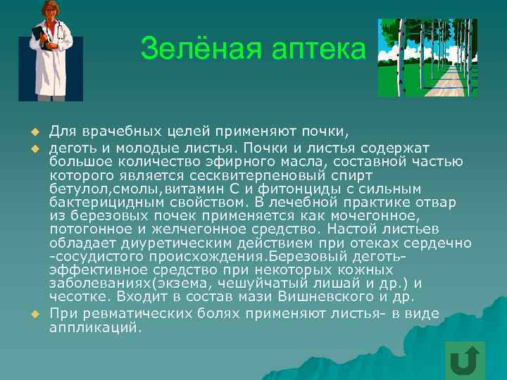 Зелёная аптека u u u Для врачебных целей применяют почки, деготь и молодые листья.