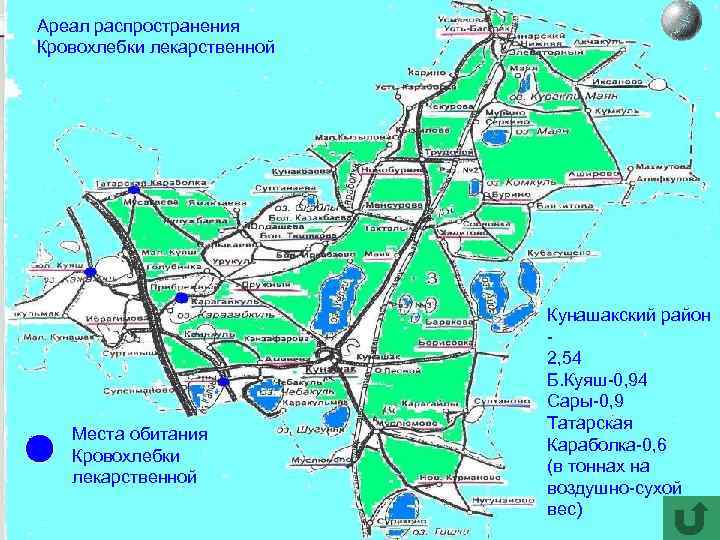 Ареал распространения Кровохлебки лекарственной Места обитания Кровохлебки лекарственной Кунашакский район 2, 54 Б. Куяш-0,