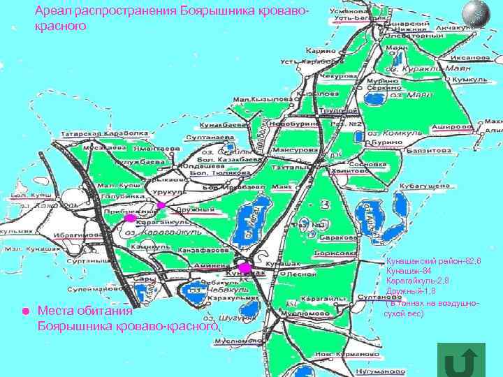 Ареал распространения Боярышника кровавокрасного Места обитания Боярышника кроваво-красного Кунашакский район-82, 6 Кунашак-84 Карагайкуль-2, 8