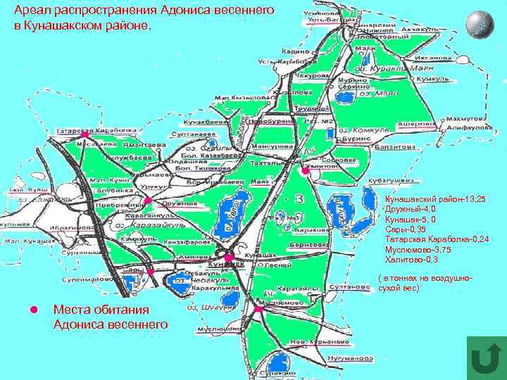 Ареал распространения Адониса весеннего в Кунашакском районе. Кунашакский район-13, 25 Дружный-4, 0 Кунашак-5, 0