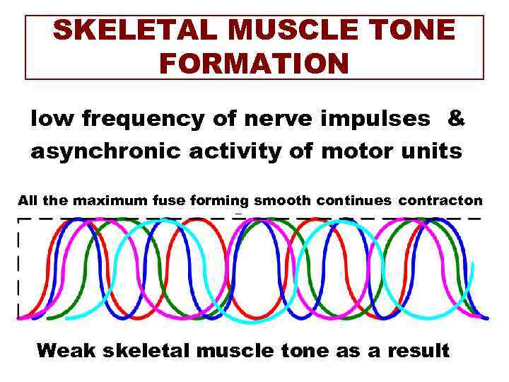 SKELETAL MUSCLE TONE FORMATION low frequency of nerve impulses & asynchronic activity of motor