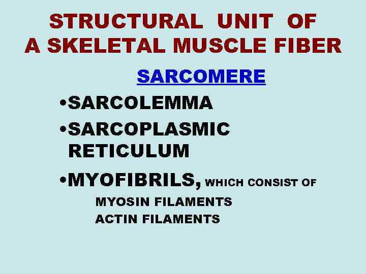 STRUCTURAL UNIT OF A SKELETAL MUSCLE FIBER SARCOMERE • SARCOLEMMA • SARCOPLASMIC RETICULUM •