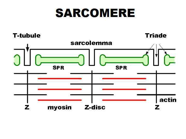 T-tubule sarcolemma SPR Z Triade myosin SPR Z-disc actin Z 