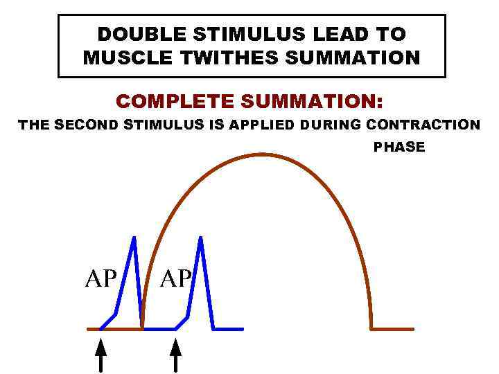 DOUBLE STIMULUS LEAD TO MUSCLE TWITHES SUMMATION COMPLETE SUMMATION: THE SECOND STIMULUS IS APPLIED