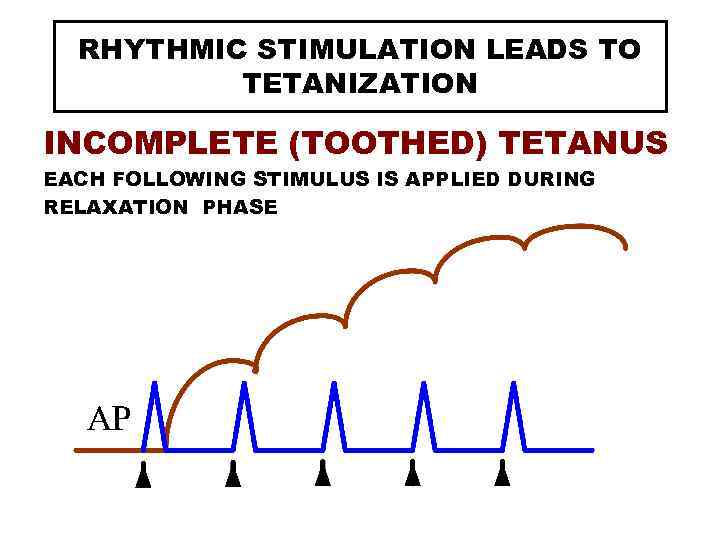 RHYTHMIC STIMULATION LEADS TO TETANIZATION INCOMPLETE (TOOTHED) TETANUS EACH FOLLOWING STIMULUS IS APPLIED DURING