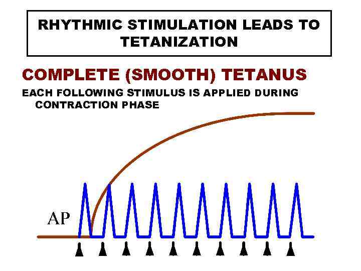 RHYTHMIC STIMULATION LEADS TO TETANIZATION COMPLETE (SMOOTH) TETANUS EACH FOLLOWING STIMULUS IS APPLIED DURING