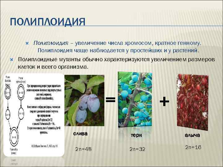 ПОЛИПЛОИДИЯ Полиплоидия – увеличение числа хромосом, кратное генному. Полиплоидия чаще наблюдается у простейших и