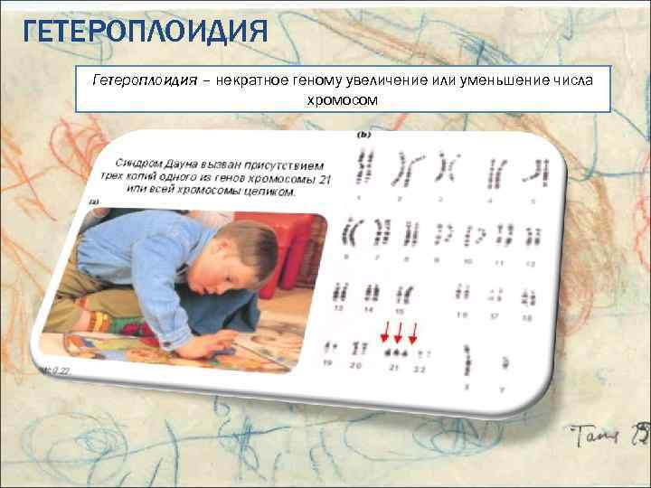 ГЕТЕРОПЛОИДИЯ Гетероплоидия – некратное геному увеличение или уменьшение числа хромосом 