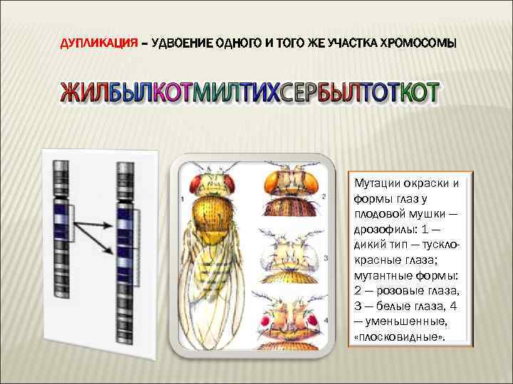 ДУПЛИКАЦИЯ – УДВОЕНИЕ ОДНОГО И ТОГО ЖЕ УЧАСТКА ХРОМОСОМЫ Мутации окраски и формы глаз