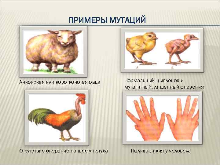 ПРИМЕРЫ МУТАЦИЙ Анконская или коротконогая овца Отсутствие оперение на шее у петуха Нормальный цыпленок