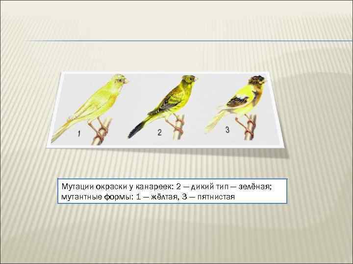 Мутации окраски у канареек: 2 — дикий тип — зелёная; мутантные формы: 1 —