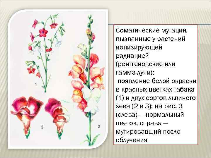 Соматические мутации, вызванные у растений ионизирующей радиацией (рентгеновские или гамма-лучи): появление белой окраски в