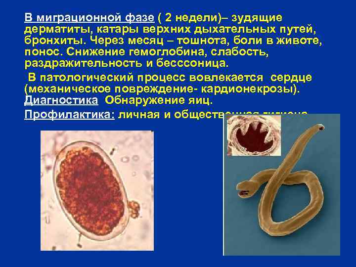В миграционной фазе ( 2 недели)– зудящие дерматиты, катары верхних дыхательных путей, бронхиты. Через
