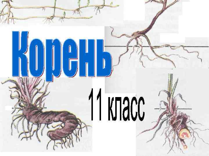 1 2 какой корень. Корень 2. Корень 2d печатать. Я Эмир значение корня 2 класс.