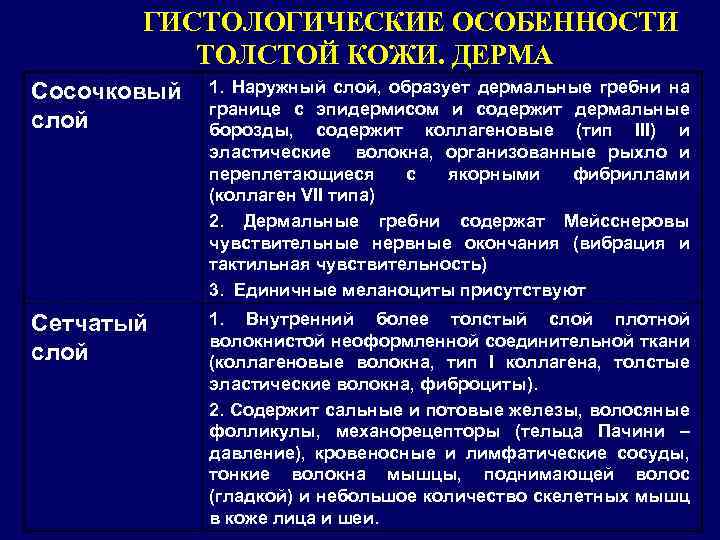ГИСТОЛОГИЧЕСКИЕ ОСОБЕННОСТИ ТОЛСТОЙ КОЖИ. ДЕРМА Сосочковый слой 1. Наружный слой, образует дермальные гребни на