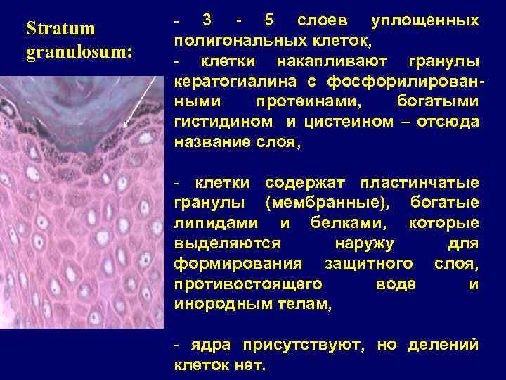 Stratum granulosum: - 3 - 5 слоев уплощенных полигональных клеток, - клетки накапливают гранулы