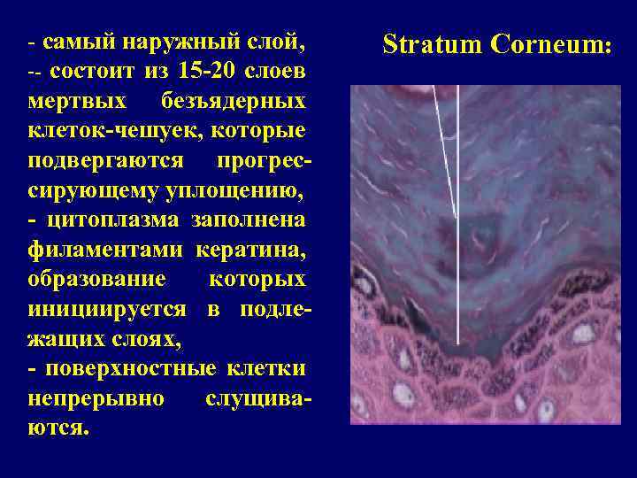 - самый наружный слой, -- состоит из 15 -20 слоев мертвых безъядерных клеток-чешуек, которые