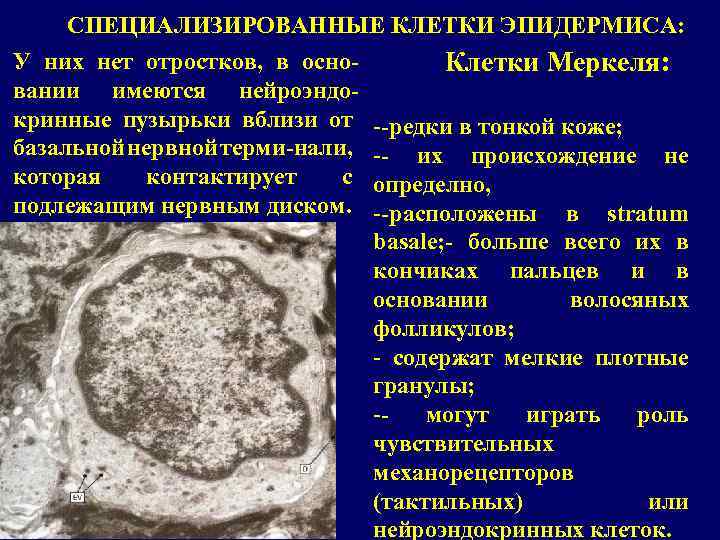 СПЕЦИАЛИЗИРОВАННЫЕ КЛЕТКИ ЭПИДЕРМИСА: У них нет отростков, в основании имеются нейроэндокринные пузырьки вблизи от