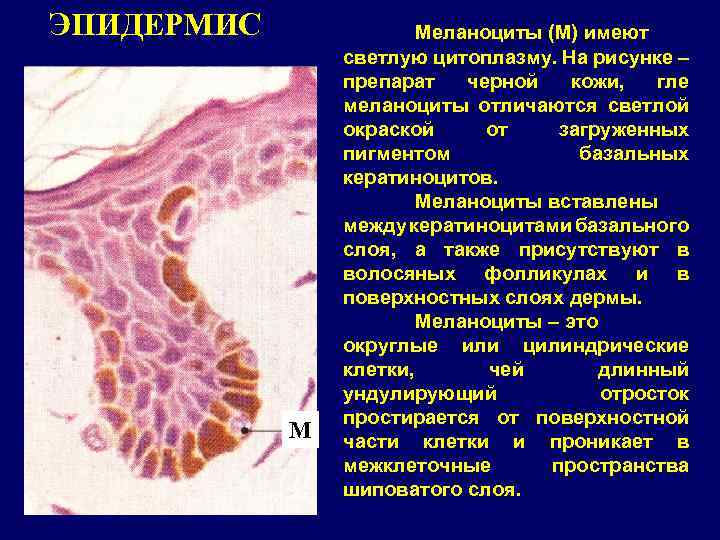 ЭПИДЕРМИС М Меланоциты (М) имеют светлую цитоплазму. На рисунке – препарат черной кожи, гле