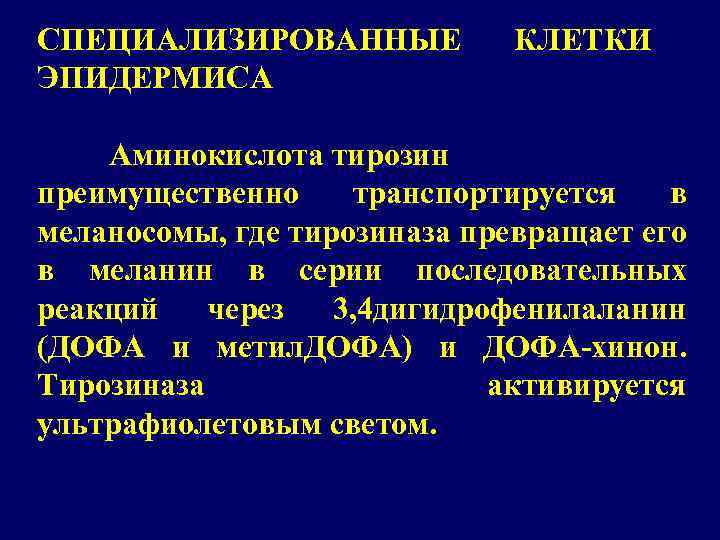СПЕЦИАЛИЗИРОВАННЫЕ ЭПИДЕРМИСА КЛЕТКИ Аминокислота тирозин преимущественно транспортируется в меланосомы, где тирозиназа превращает его в