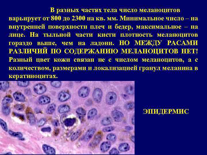 Организм в числах. Меланоциты происходят из. Функции меланоцитов. Меланоциты кожи являются производными. Меланоциты кожи развиваются из:.