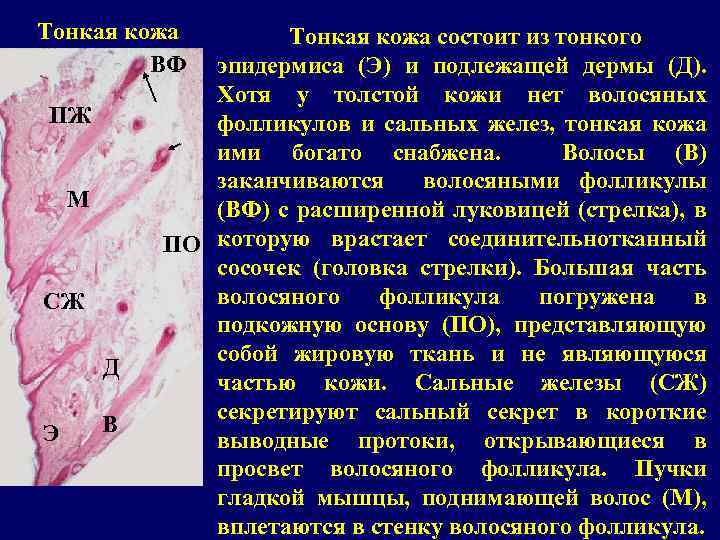 Тонкая кожа ВФ ПЖ М СЖ Д Э В Тонкая кожа состоит из тонкого