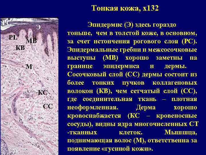 Тонкая кожа, x 132 РС Э PL КВ МВ М КС СС Эпидермис (Э)