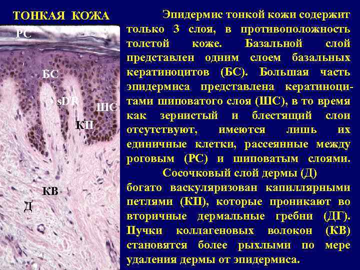 Эпидермис тонкой кожи содержит только 3 слоя, в противоположность толстой коже. Базальной слой представлен