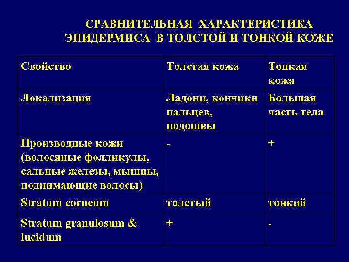 Дать характеристику толстому и тонкому