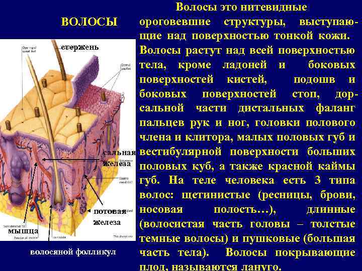 Волосы это нитевидные ороговевшие структуры, выступаю. ВОЛОСЫ щие над поверхностью тонкой кожи. стержень Волосы
