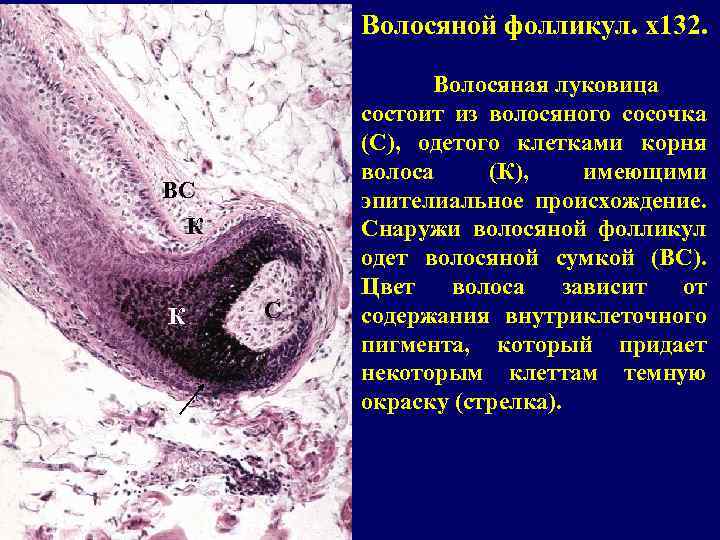 Волосяной фолликул. x 132. ВС К К С Волосяная луковица состоит из волосяного сосочка