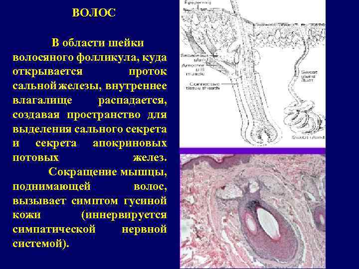 ВОЛОС В области шейки волосяного фолликула, куда открывается проток сальной железы, внутреннее влагалище распадается,