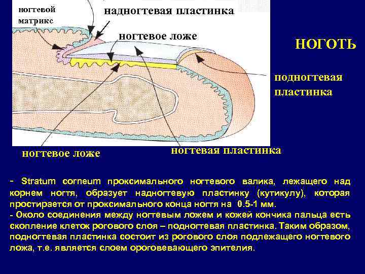 ногтевой матрикс надногтевая пластинка дд ногтевое ложе НОГОТЬ подногтевая пластинка ногтевое ложе - ногтевая