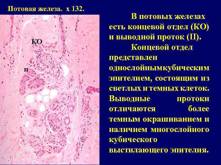 Потовая железа. x 132. КО п В потовых железах есть концевой отдел (КО) и