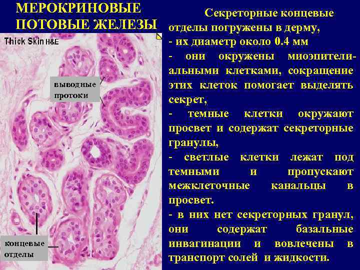 Потовая железа рисунок гистология