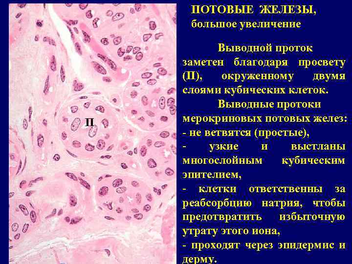 ПОТОВЫЕ ЖЕЛЕЗЫ, большое увеличение П Выводной проток заметен благодаря просвету (П), окруженному двумя слоями