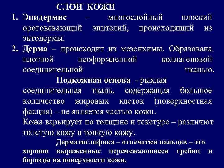 СЛОИ КОЖИ 1. Эпидермис – многослойный плоский ороговевающий эпителий, происходящий из эктодермы. 2. Дерма