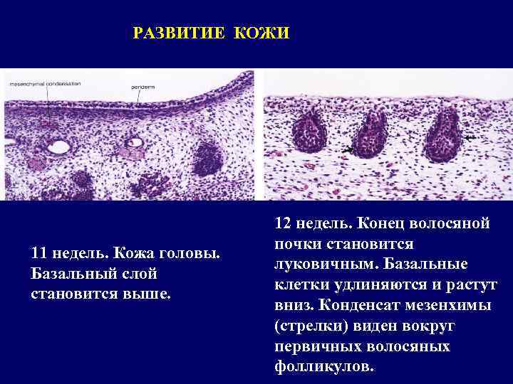 Развитие кожи