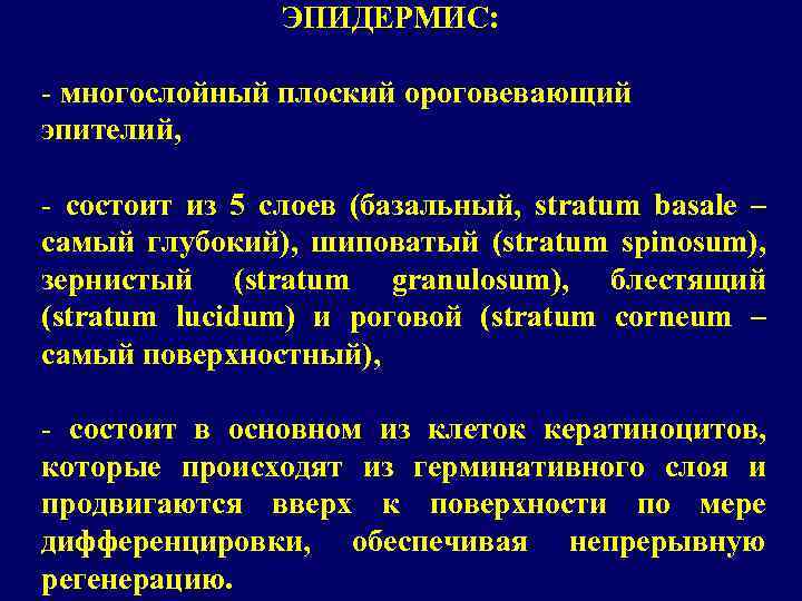 ЭПИДЕРМИС: - многослойный плоский ороговевающий эпителий, - состоит из 5 слоев (базальный, stratum basale