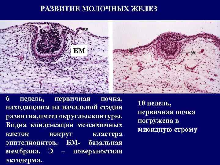 РАЗВИТИЕ МОЛОЧНЫХ ЖЕЛЕЗ БМ 6 недель, первичная почка, находящаяся на начальной стадии развития, имеет