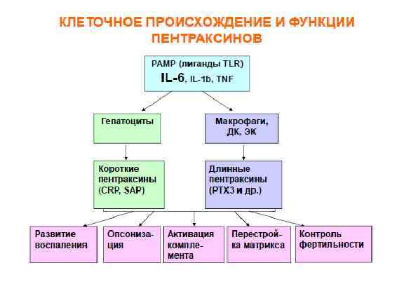 Разновидности иммунитета схема обж