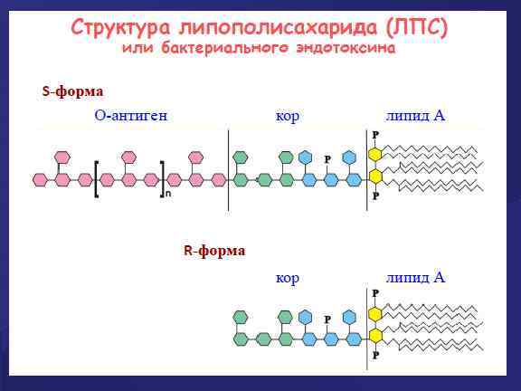 Липополисахарид. Структура липополисахарида грамотрицательных бактерий. Липополисахарид строение. Липополисахарид бактерий строение. Липополисахарид клеточной стенки.
