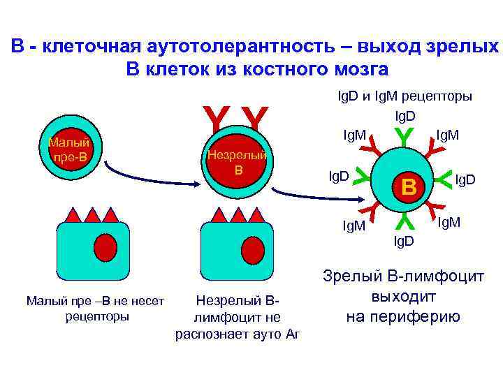 В - клеточная аутотолерантность – выход зрелых В клеток из костного мозга B YY