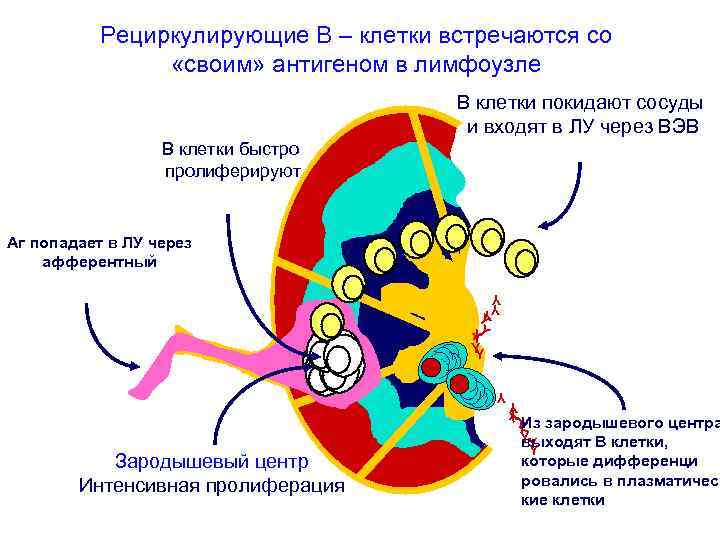 Рециркулирующие В – клетки встречаются со «своим» антигеном в лимфоузле В клетки покидают сосуды