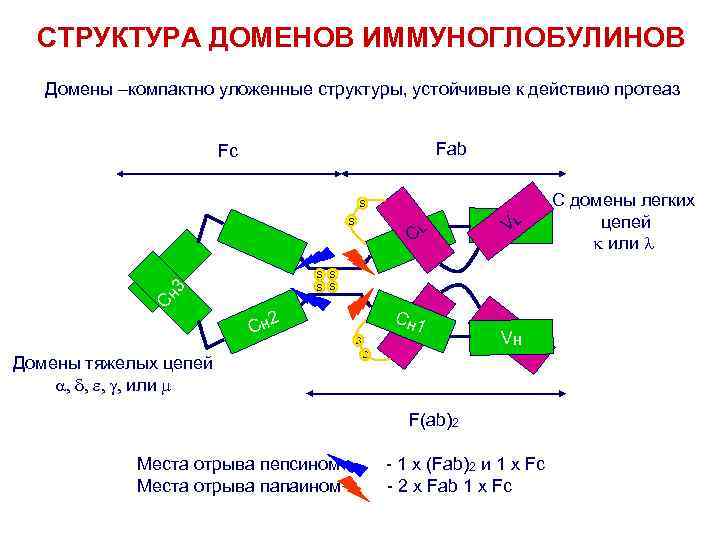 СТРУКТУРА ДОМЕНОВ ИММУНОГЛОБУЛИНОВ Домены –компактно уложенные структуры, устойчивые к действию протеаз Fab Fc S