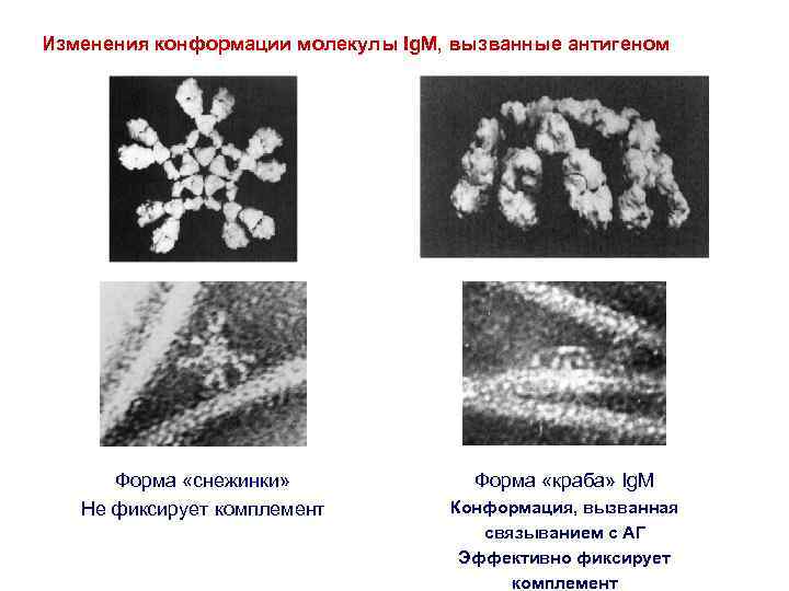 Изменения конформации молекулы Ig. M, вызванные антигеном Форма «снежинки» Не фиксирует комплемент Форма «краба»